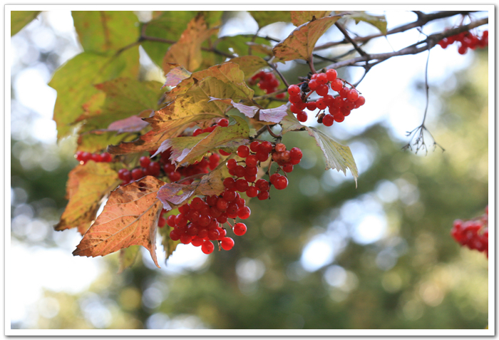 가을에 찍었던 백당나무 열매~ 냄새가 고약하다는^^